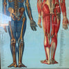 1940s Classroom Anatomic Framed Pull Down Poster #2