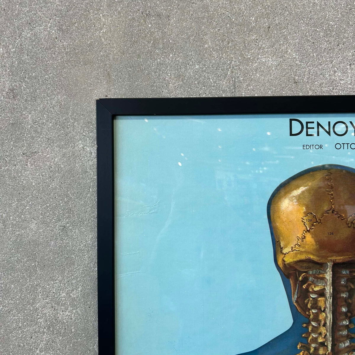 1940s Classroom Anatomic Framed Pull Down Poster #2