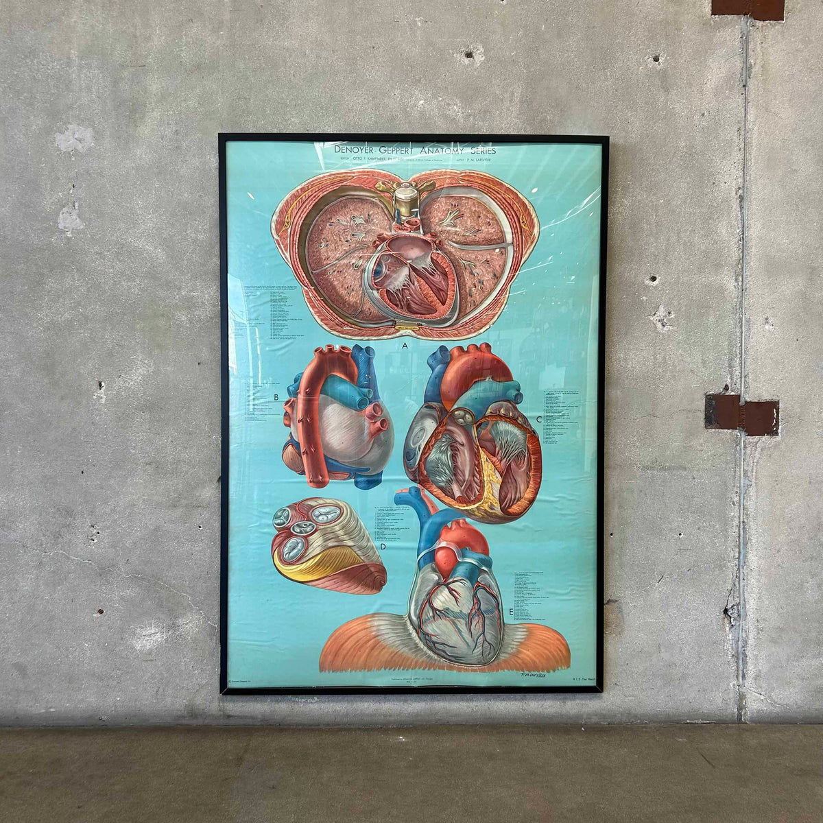 1940s Classroom Anatomic Framed Pull Down Poster #1