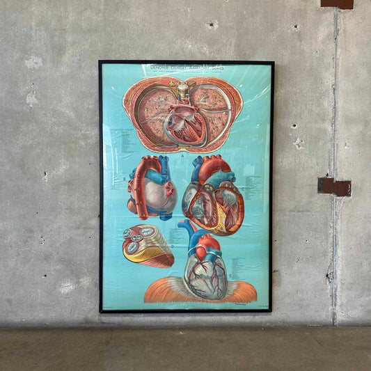 1940s Classroom Anatomic Framed Pull Down Poster #1
