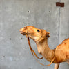 Vintage Leather Camel - As Is