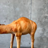 Vintage Leather Camel - As Is