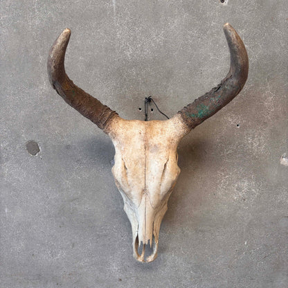 Navajo Painted Skull