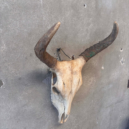 Navajo Painted Skull