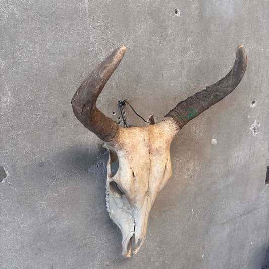 Navajo Painted Skull