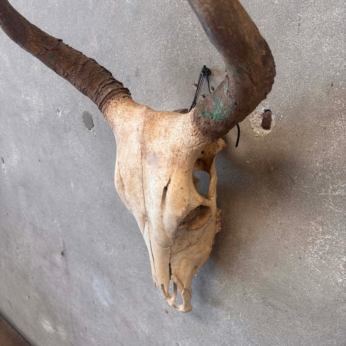 Navajo Painted Skull