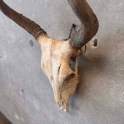 Navajo Painted Skull