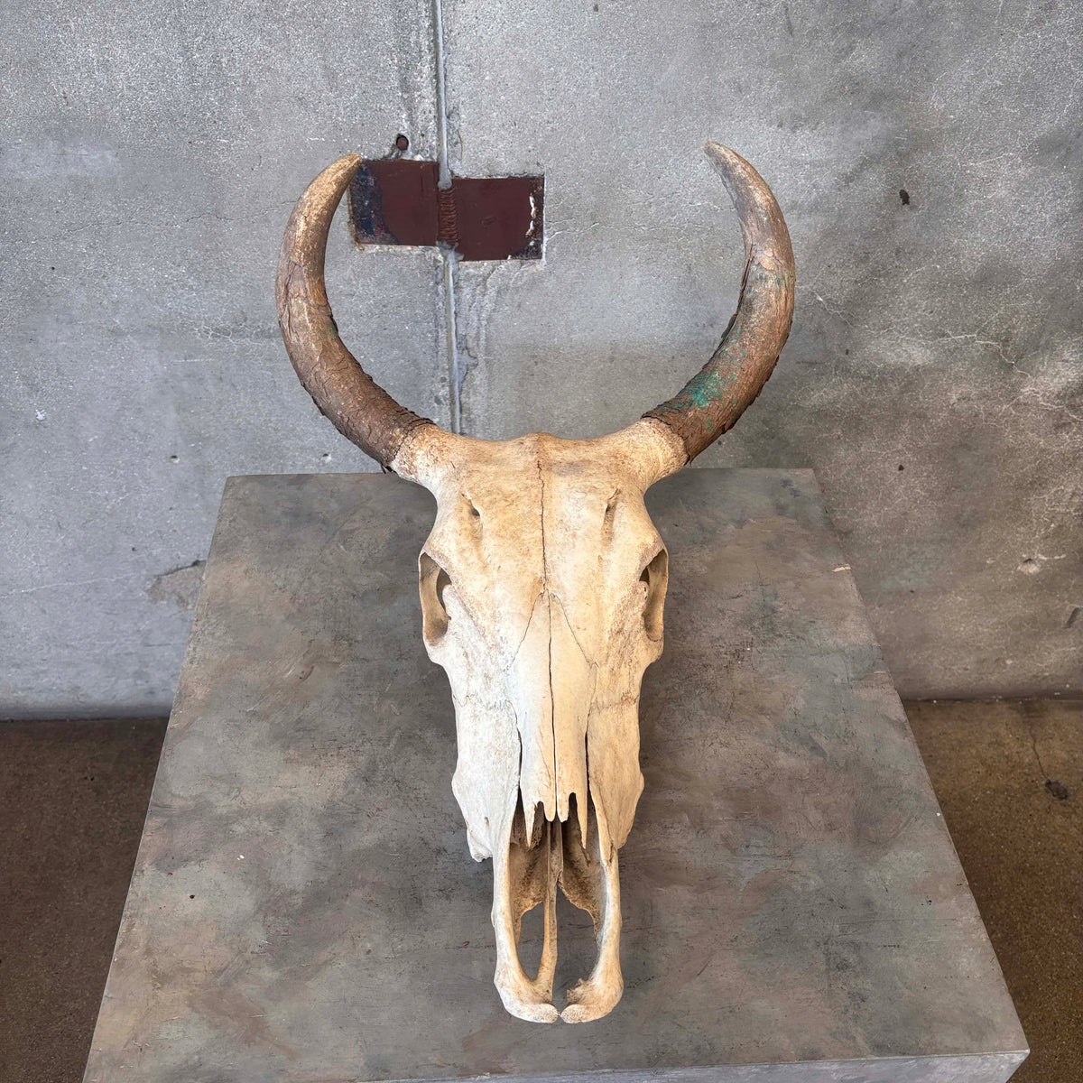 Navajo Painted Skull