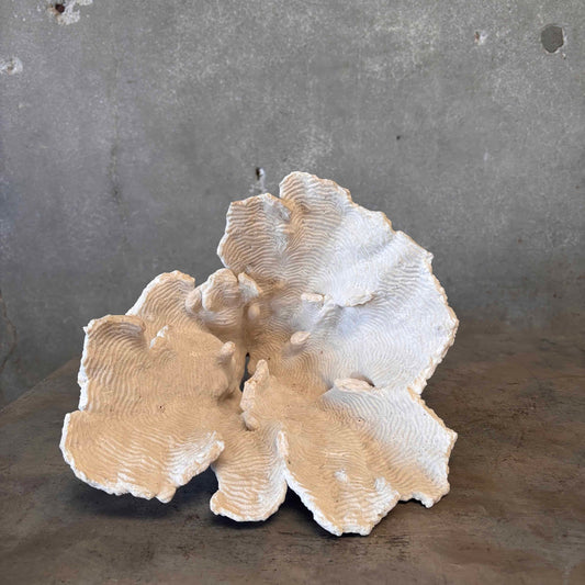 Large Vintage Coral
