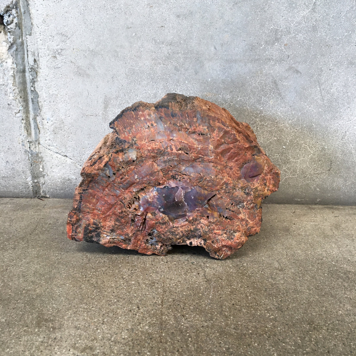 Petrified Wood