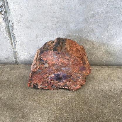 Petrified Wood