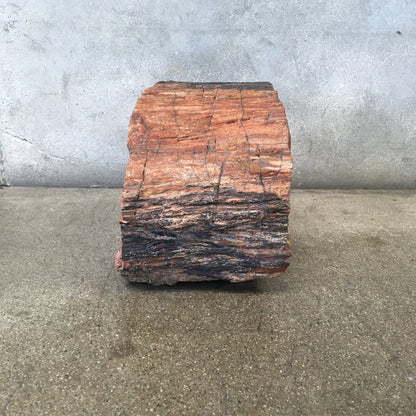 Petrified Wood