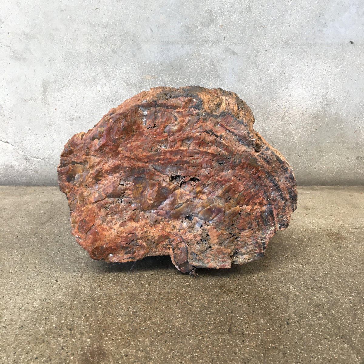 Petrified Wood