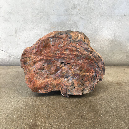 Petrified Wood