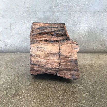 Petrified Wood