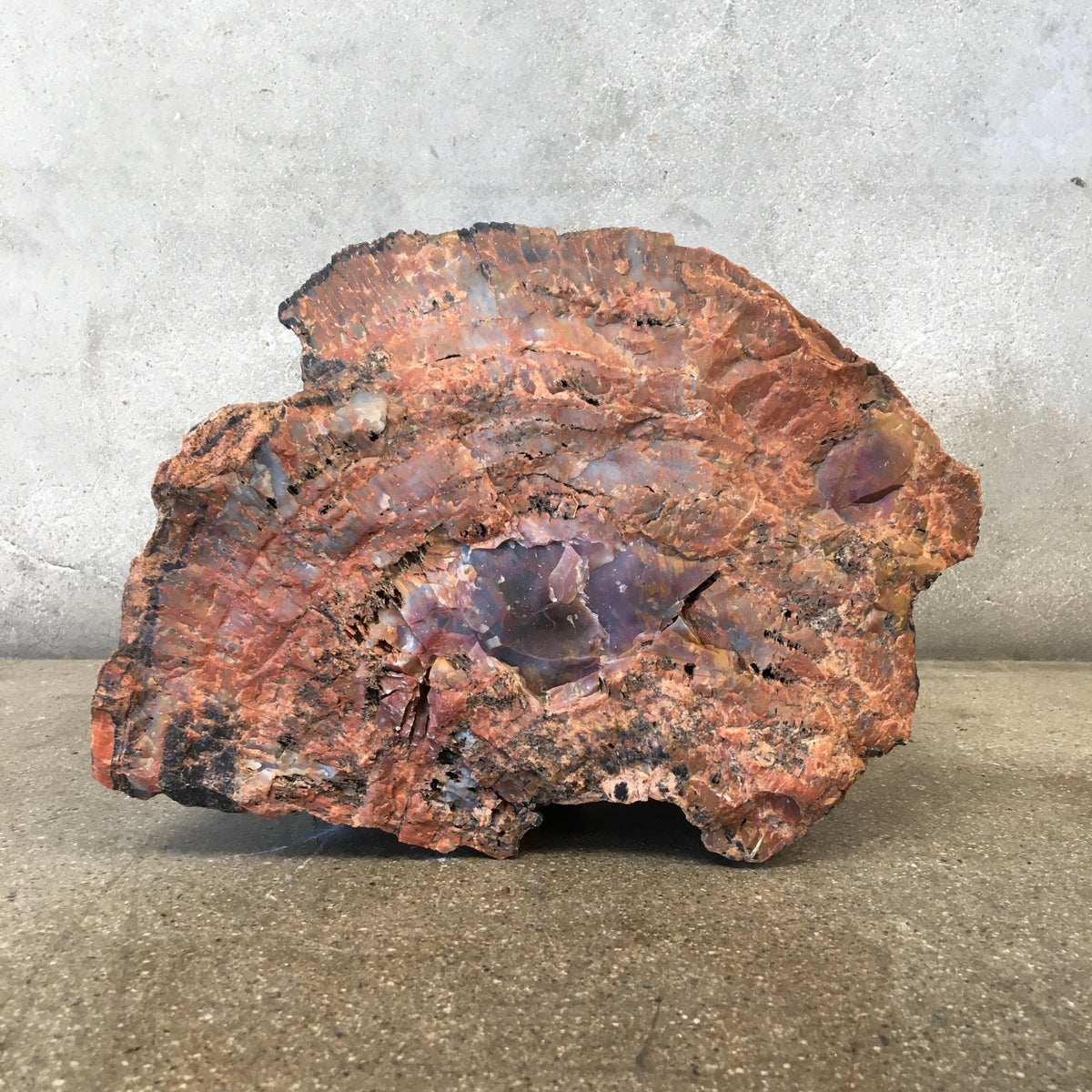 Petrified Wood