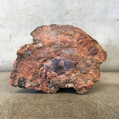 Petrified Wood