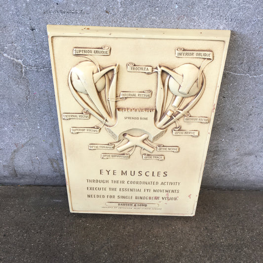 Vintage Eye Muscles Chart by Bausch & Lomb