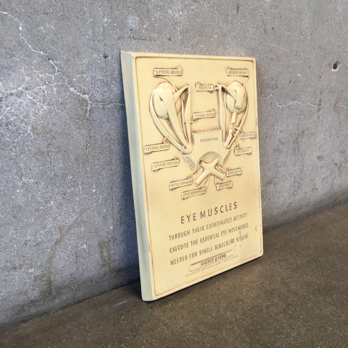 Vintage Eye Muscles Chart by Bausch & Lomb