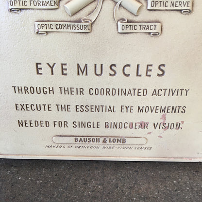 Vintage Eye Muscles Chart by Bausch & Lomb