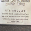 Vintage Eye Muscles Chart by Bausch & Lomb