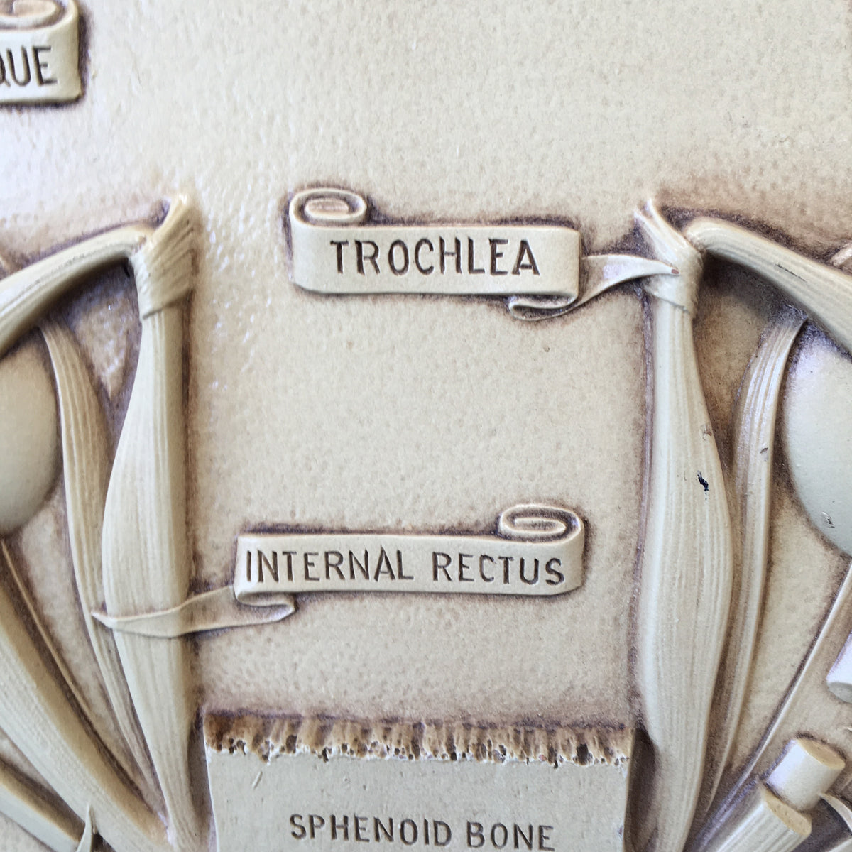 Vintage Eye Muscles Chart by Bausch & Lomb