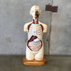 Vintage Medical Anatomical Model by Denoyer Geppert