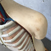 Vintage Medical Anatomical Model by Denoyer Geppert